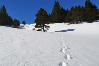 Vercors, réveillon dans le Sud Sauvage